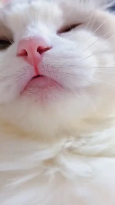 beautiful cat-white cate-kitten-lovely voice-cat voice-cat walk Cat Voice, Cute Little Kittens, Funny Animal Quotes, Ayeza Khan, Kitten Pictures, Funny Cat Memes, Cute Cats And Kittens, Funny Cute Cats, Silly Cats