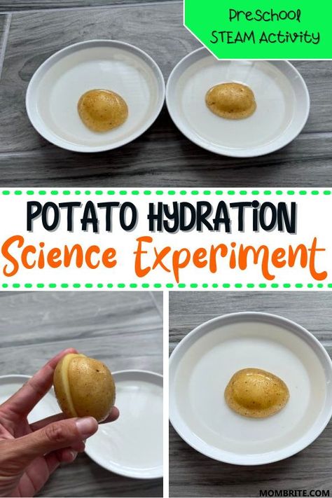 This simple Potato Hydration science experiment is a great activity to teach kids all about the importance of hydration! Carry out this preschool science experiment to easily demonstrate the harmful effects of dehydration with your preschool kids right now. Potato Stem Activities, Potato Science Experiment For Kids, National Science Week Activities, Cooking Science For Kids, Potato Activity For Preschool, Farm Science Experiments, Potato Activities For Kids, Food Science For Kids, Food Experiments For Kids