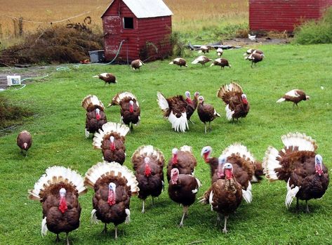 Bulking up for mass production... the art of turkey breeding. Bourbon Red Turkey, Turkey Breeds, Raising Turkeys, Turkey Farm, Portable Chicken Coop, Chicken Treats, Best Chicken Coop, Chicken Coop Designs, Keeping Chickens