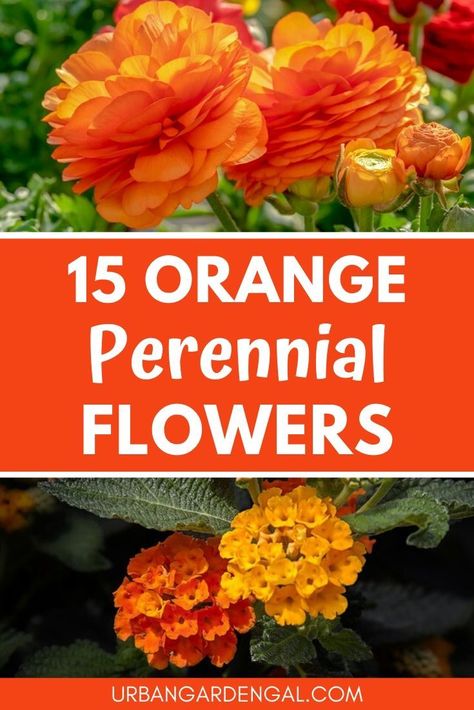 Orange perennial flowers are great for brightening up your garden. Here are 15 of the best orange perennials to plant in your flower garden. #flowergarden #perennials #flowergardening #gardening Orange Perennials, Perennials Low Maintenance, Yellow Perennials, Perennial Garden Plans, Garden Front Of House, Long Blooming Perennials, Flower Garden Plans, Perennial Grasses, Full Sun Perennials