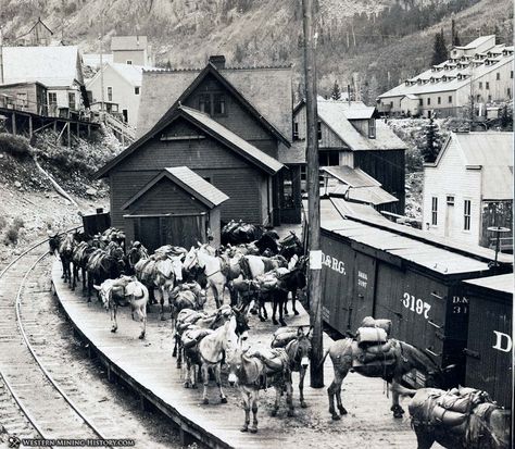 Ophir Colorado, Colorado Railroad, Old Western Towns, Italy Pictures, Western Town, Railway Station, Rio Grande, Family History, Mule