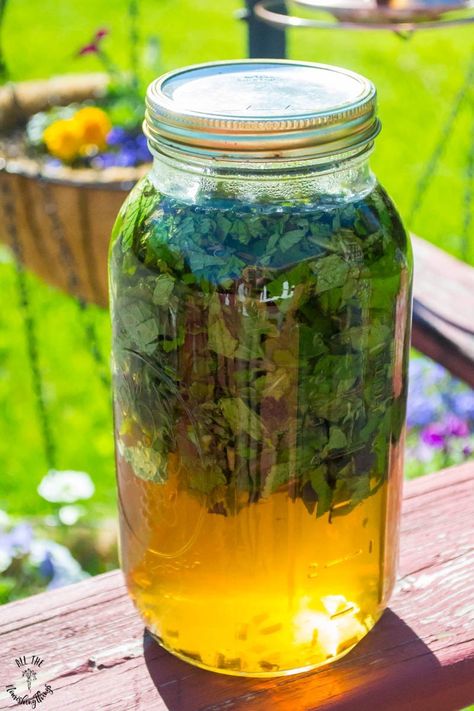 How to Make Fresh Mint Sun Tea (just water, fresh mint, & sunshine!) Mint Sun Tea, Freeze Cauliflower, Sun Tea Recipe, Mint Tea Recipe, Fresh Mint Tea, Dinner Recipes Healthy Family, Peppermint Plants, Juice Smoothies Recipes, Gallon Jars