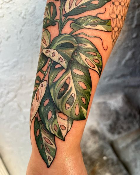 I absolutely love doing foliage pieces like this :) A variegated adansonii monstera, for Rachel! 🌱 Let me tattoo your favorite plant on… | Instagram Swiss Cheese Monstera Tattoo, Adansonii Tattoo, Monstera Vine Tattoo, Prayer Plant Tattoo, Monstera Adansonii Tattoo, House Plant Tattoo Sleeve, Green Plant Tattoo, House Plant Tattoo Ideas, Foliage Tattoos