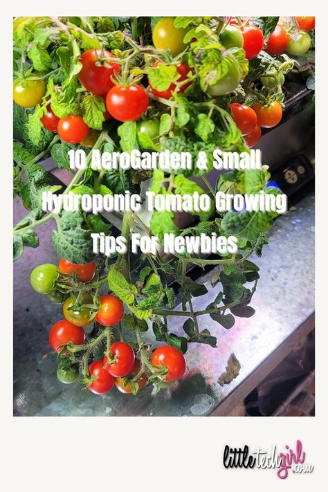 10 AeroGarden Tomato Growing Tips For Newbies Hydroponic Tomatoes Diy, Aero Garden Ideas, Aerogarden Hack, Aerogarden Ideas, Hydro Garden, Tomato Plant Diseases, Tomato Growing Tips, Aero Garden, Hydroponic Tomatoes