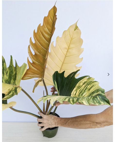 Carmel Marble Philodendron, Philodendron Caramel, Philodendron Plant, Weird Plants, Indoor Trees, Variegated Plants, Mother Plant, House Plants Indoor, Foliage Plants