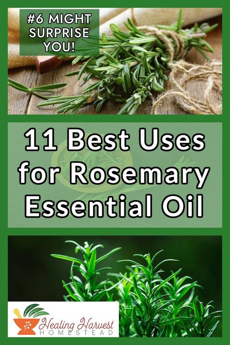 Rosemary is one of my favorite essential oils! Not only can it help with brain function but it aids digestion too! Here are my top 11 uses for Rosemary Essential Oil and how you can use it in your home. #6 might just surprise you! #essentiaoils #rosemaryEO #essentialoiluses #everydayoils #EOremedies Uses Of Rosemary, Uses For Rosemary, Plant Rosemary, Apple Plant, Rosemary Tea, Rosemary Essential Oil, Natural Beauty Remedies, Essential Oil Blends Recipes, Essential Oil Benefits