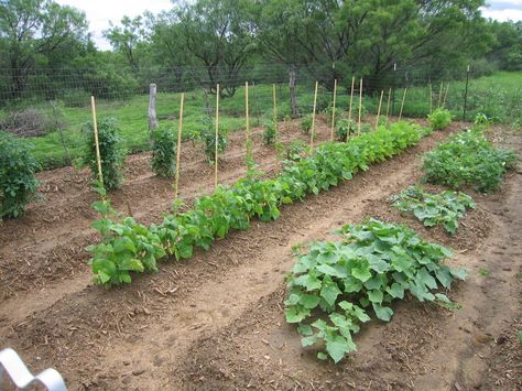 Vegetable Row Garden Layout, Row Planting Vegetable Gardening, Row Vegetable Garden Layout, Simple Garden Layout, Making Garden Rows, Garden Rows Ideas, Inground Vegetable Garden, Raised Row Gardening, Row Garden Layout