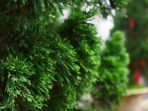 An Emerald Cedar grows best in fertile, moist, well-drained, neutral or alkaline soil at a... Emerald Cedar, Alkaline Soil, Emerald Green Arborvitae, Thuja Occidentalis, Tree Growth, Organic Mulch, Cedar Homes, Specimen Trees, Single Tree