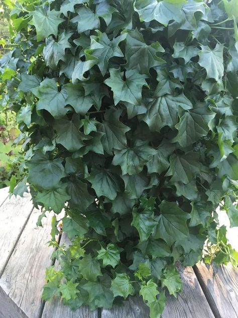 German Ivy Plant Care & Growing Basics: Water, Light, Soil, Propagation etc. | PlantIn Ivy Plant Care, Hedera Helix Ivy, Ivy Plant, Trellis Fence, Hedera Helix, Starter Plants, Caicos Islands, Pitcairn Islands, Turks And Caicos