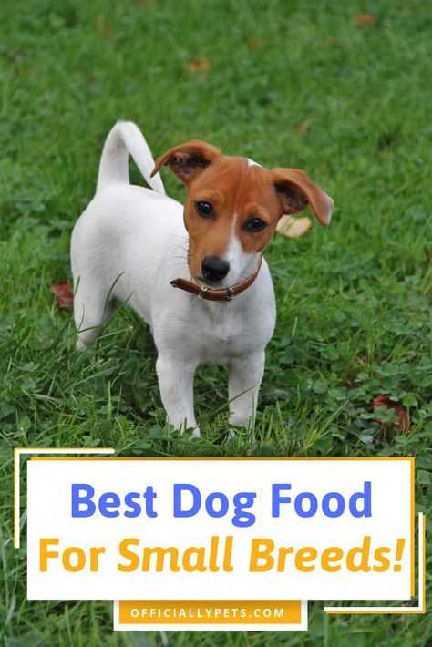 Small Breed Dog Food – Which is The Best Dog Food for Small Dogs? | Keep your small pooch happy and healthy with these top dog food options! We'll discuss the dietary needs of small dogs and take a look at the best small breed dog food brands on the market! Jack Russell Christmas, Best Dry Dog Food, Food Dog, Dog Food Brands, Best Dog Food, Christmas Pillows, Sweet Peas, Puppy Food, Large Dog Breeds