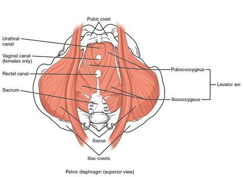 Pelvic Diaphragm, Levator Ani, Pelvic Floor Therapy, Pelvic Organ Prolapse, Pelvic Floor Dysfunction, Pelvic Floor Exercises, Pelvic Floor Muscles, Pelvic Pain, Floor Workouts