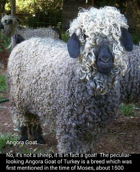 A Curly Haired Goat Regnul Animal, Angora Goat, It's Wednesday, Angora Goats, Sheep And Lamb, Hee Hee, Mohair Wool, Angkor, Sweet Animals