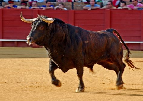 The Bull | Aficionados International Bull Painting, Bull Art, Bull Tattoos, Bull Cow, National Animal, A Bull, The Bull, Animal Planet, Animal Photo