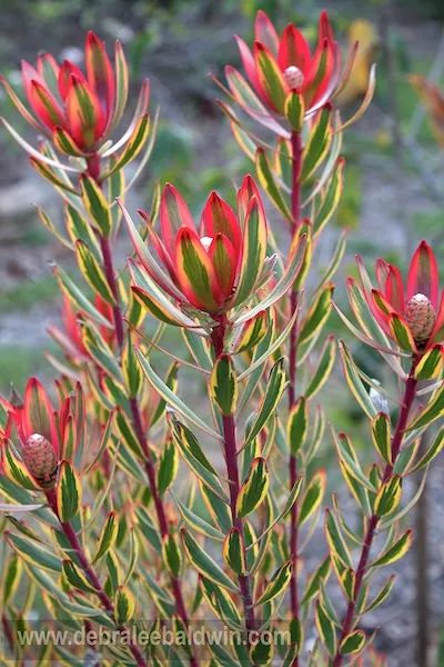 Companion plants for succulents | Hometalk Safari Sunset, Australian Native Garden, Drought Tolerant Garden, Companion Plants, Australian Garden, Australian Native Plants, Meteor Garden 2018, Planting Shrubs, Garden Shrubs