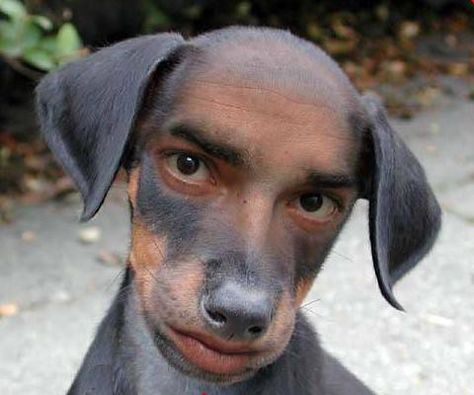 Funny Dog Man | thegreatscaper | Flickr Dog Man, Look On, Funny, Black