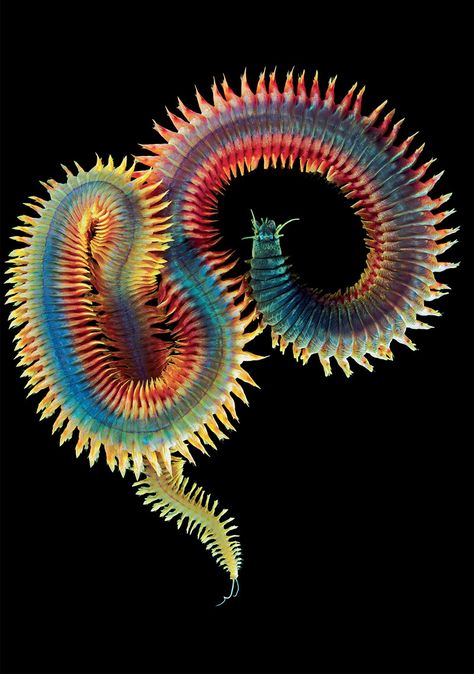 Perinereis nuntia (aka voted most beautiful worm) by Alexander Semenov underwater photography.  Find his work on Flickr, too.  Idea: pieced and applique quilting. Annelid, Creature Marine, Deep Sea Creatures, Underwater Creatures, 다크 판타지, Don Quixote, Underwater Life, Bugs And Insects, Animal Books