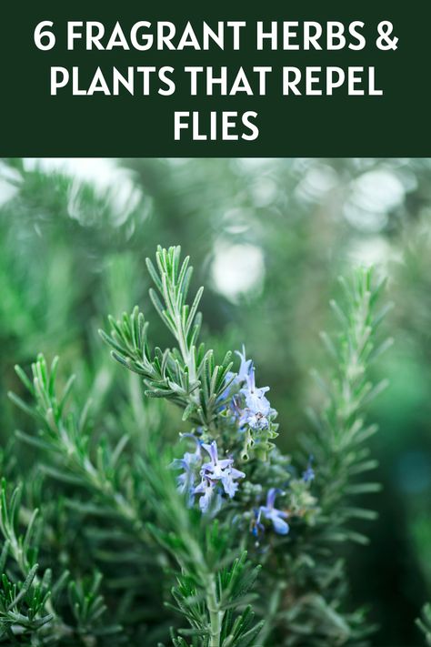 Flies Repellent Outdoor, Fly Repellant Diy, Fly Deterrent, Natural Fly Repellant, Plants That Repel Flies, Repel Flies, Insect Repellent Plants, Plants That Repel Bugs, Flies Outside