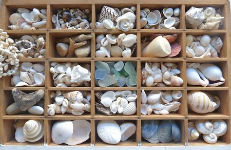 vintage typeset tray with shells (good for beads, buttons, and jewelry, too) Seashell Display, Shell Display, Deco Marine, Printers Tray, Shell Collection, She Sells Seashells, Sea Shell Decor, Seashell Art, Beach Crafts