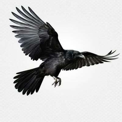 Flying black crow isolated 26575067 Stock Photo at Vecteezy Flying Crows, Crows Flying, Flying Crow, Crow Art, Art Terms, Black Crow, Contemporary Sculpture, Cityscape Photos, Logo Banners