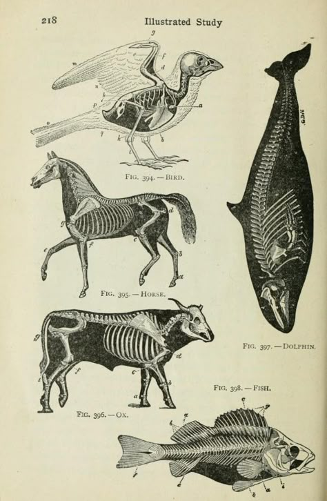 Anatomiplancher med dyr / dyrlægeplancher. nemfrog: “ Beginners’ Zoology. 1922. ” Scientific Drawing, Animal Skeletons, Science Illustration, Animal Anatomy, Animal Study, Animal Bones, Scientific Illustration, Anatomy Drawing, Medical Illustration