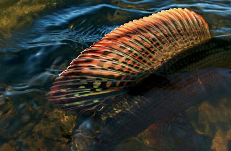 Arctic Grayling, Grayling Fish, Fish Photos, Canada Cruise, Fish Carving, Fly Fishing Art, Fishing Art, Fishing Photography, Cruise Holidays