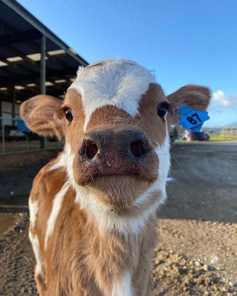 Pet Cows, Mini Cows, Fluffy Cows, Cow Pictures, Cute Cow, Baby Cows, August 20, Cute Wild Animals