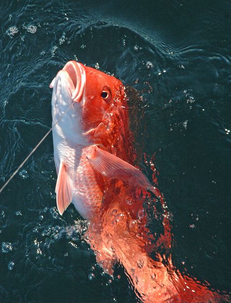 Red Snapper Red Snapper Photography, Louisiana Marsh, Red Snapper Fish, Snapper Fish, Giant Fish, Fishing Photos, Salt Water Fishing, Art Pretty, Red Snapper