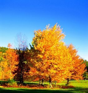 How to Care for Silver Maple Trees thumbnail Tartarian Maple Tree, Sun Valley Maple Tree, Armstrong Maple Tree, Armstrong Gold Maple Tree, Georgia Landscape, Big Leaf Maple Tree, Maple Tree Landscape, Silver Maple Tree, Fall Lawn Care