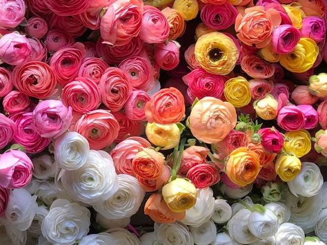 Growing Ranunculus in a Cold Climate: Tips for Success in Zones 5-6 - Rooted Flowers Growing Ranunculus, Seed Starting Indoors, Indoor Seed Starting, Buttercup Flower, Plant Goals, Hardiness Zones, Growing Dahlias, Ranunculus Flowers, Starting Seeds Indoors