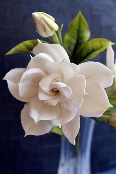 Gardina Flowers, Gardenia Tattoo, Flower Artwork, Favorite Flowers, Plants Flowers, Sugar Flowers, Crepe Paper, Flower Photos, Flower Pictures