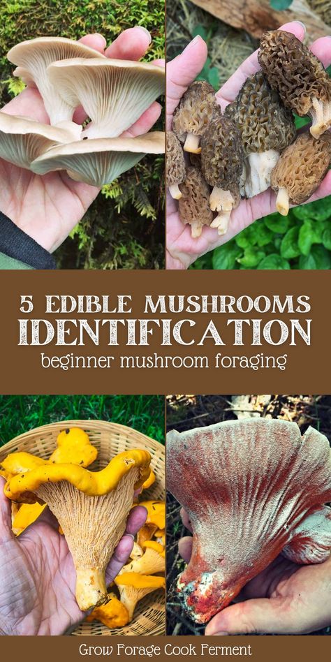 Edible Mushrooms Identification, Mushroom Identification Chart, Mushroom Uses, Mushrooms Identification, Foraging For Beginners, Morel Mushroom Hunting, Foraging Mushrooms, Different Mushrooms, Spring Foraging