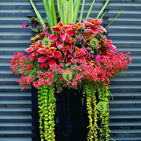 Front Porch Flower Pots, Front Porch Flowers, Summer Planter, Porch Flowers, Container Garden Design, Creeping Jenny, Red Plants, Container Gardening Flowers, Flower Pots Outdoor