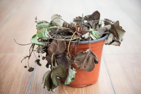 Plant Table, Master Gardener, Yellow Leaves, Plastic Pots, Plant Needs, All About Plants, Water Plants, Plant Care, Gardening Tips