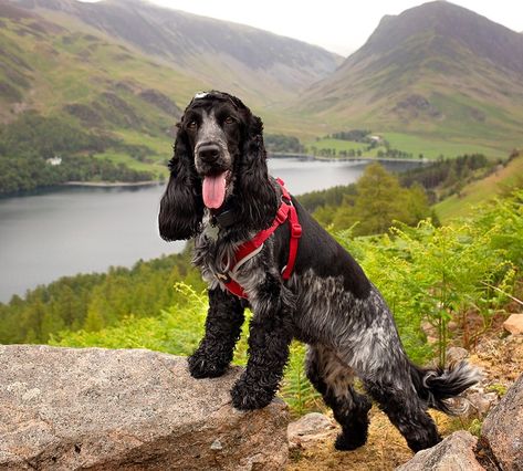 Country Life Magazine on Instagram: “Sunday morning walkies. - - - 📷 A Blue Roan Cocker Spaniel at Buttermere, The Lake District. pictured by - - - #blueroan…” Roan Cocker Spaniel, Blue Roan Cocker Spaniel, Country Life Magazine, Dog Calendar, Blue Roan, English Cocker Spaniel, The Lake District, Types Of Dogs, Life Magazine