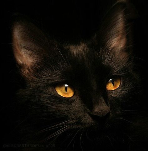 Black cat, amber eyes Amber Eyes, Glamour Shots, Black Kitten, The Desk, White Cats, Domestic Cat, Rembrandt, Pusheen, She Likes