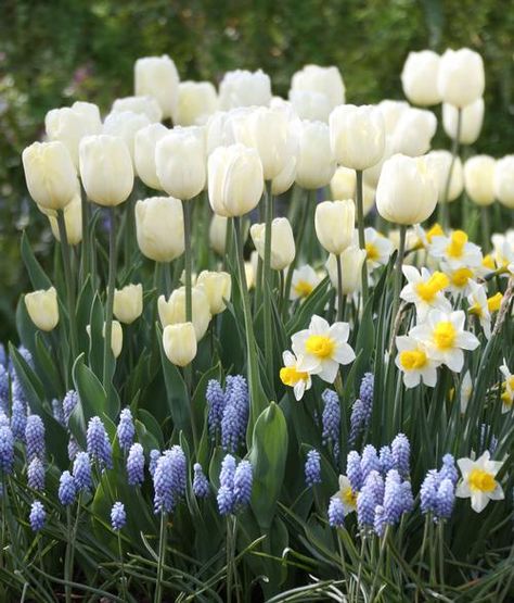 How to Plan a Spring Bulb Garden Bulbs Garden Design, Spring Bulbs Garden, Longfield Gardens, Planting Tulips, Spring Garden Flowers, Flower Bulbs, Tulips Garden, Spring Flowering Bulbs, Garden Bulbs