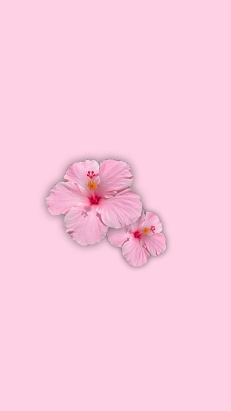 pink hibiscus cute wallpaper homescreen lockscreen Hibiscus Lockscreen, Wallpaper Homescreen, Pink Hibiscus, Cute Wallpaper, Wallpaper Pink, Pink Wallpaper Iphone, Pink Wallpaper, Flower Wallpaper, Makeup Inspo