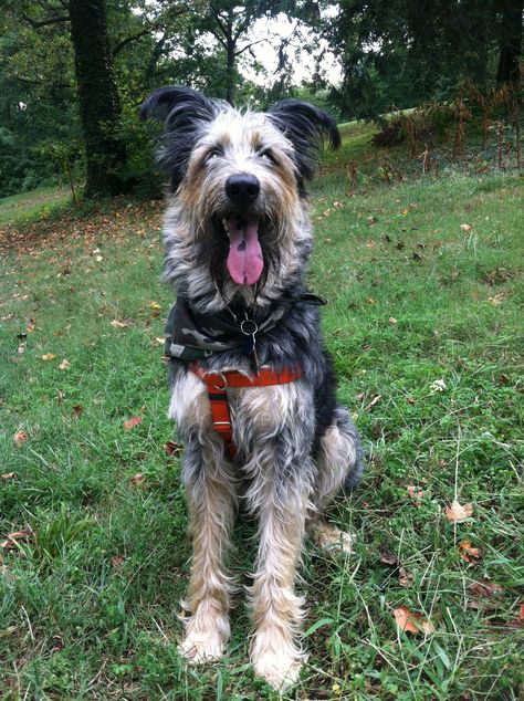 My large shaggy love mutt, Bubbah at the National Arboretum. Plague Dogs, Scruffy Dogs, Shaggy Dog, Mutt Dog, Pretty Dog, Dream Dog, Pretty Dogs, Living Things, Animal Pics