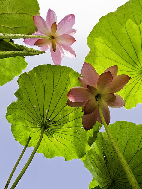 .小人になったようで不思議 Natural Sketch, Drawing Props, Cartoon Sketch, Flowers Wild, Lily Lotus, Water Lilly, Pink Lotus, Lotus Flowers, Trik Fotografi