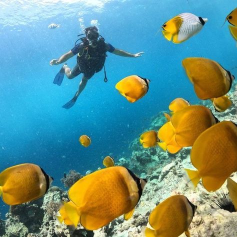 Mnemba Island is encircled by an oval reef that measures many miles in diameter and is wrongly referred to as Mnemba Atoll by some. The majority of tour guides will drop you off near the island in an area known for its seabeds. Different Fish, Marine Conservation, Clown Fish, Day Tours, Snorkeling, Tour Guide, Day Trip, Turtles, Dolphins