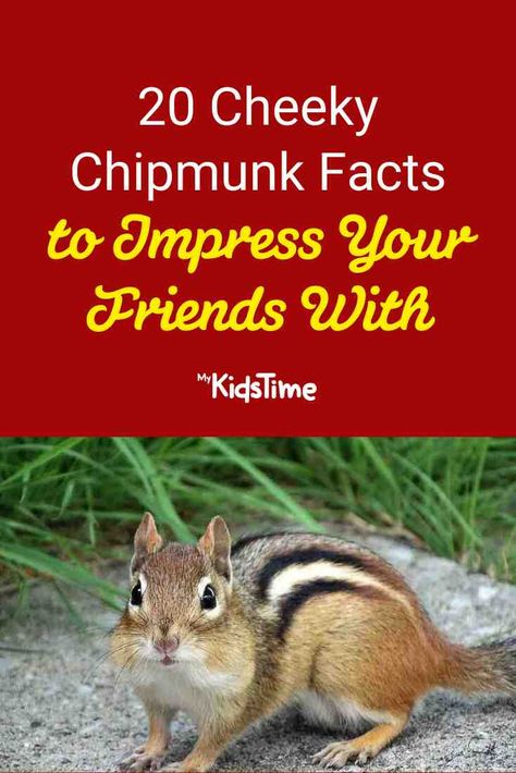 20 Cheeky Chipmunk Facts to Impress your Friends With Chipmunk House Diy, Chipmunk Craft, Animal Kindness, Chipmunks Movie, Baby Chipmunk, Daycare Themes, Autumn Poems, Cousin Camp, Science For Toddlers