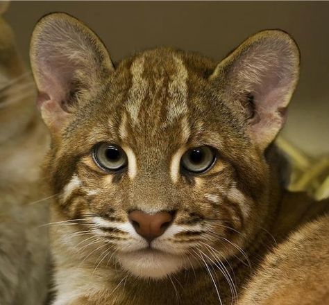 Asian Golden Cat, Wild Cat Species, Asian Cat, Golden Cat, Asian Leopard Cat, Nature And Animals, Leopard Cat, Kinds Of Cats, Concept Board