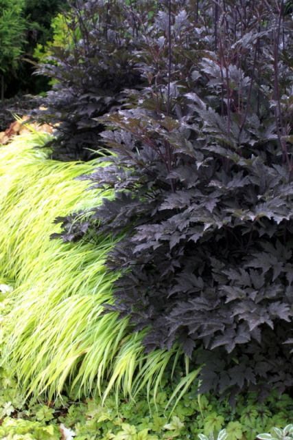 Black Negligee, Hakonechloa Macra, Black Plants, Garden Playhouse, Japanese Forest, Grasses Garden, Black Garden, Have Inspiration, Garden Pictures