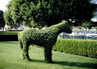 How to Make Animal Topiary Wire Frames        (a frame like this would require heavier armature than chicken wire) Patio Sculpture, Turtle Topiary, Moss Topiary, Animal Topiary, Topiary Frames, Topiary Ideas, Derby Gala, How To Trim Bushes, Plant Sculpture