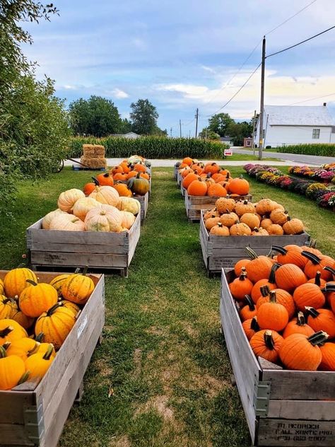 Fall Farm Market, Pumpkin Selling Display, Pumpkin Sale Display, Haybale Pumpkin, Pumpkin Farm Ideas, Pumpkin Stand Ideas, Pumpkin Farming, At Home Pumpkin Patch, Fall Farm Stand