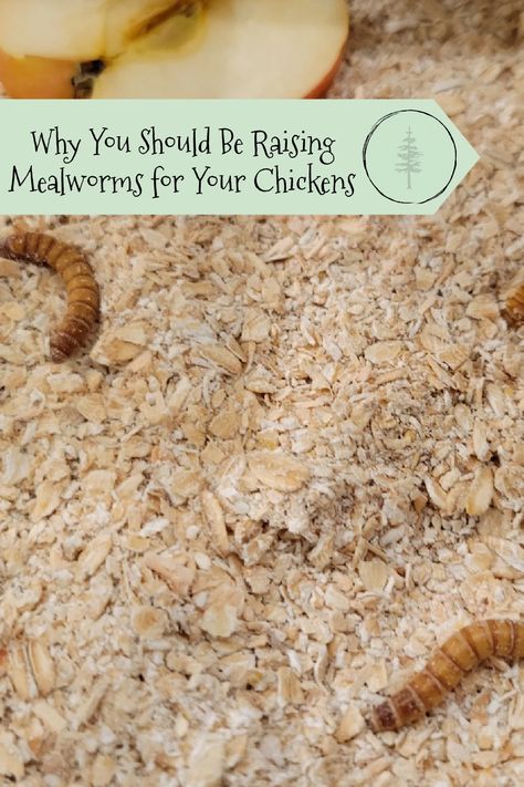 Why You Should Be Raising Mealworms for Your Chickens Mealworms Raising, How To Raise Meat Chickens, Breeding Mealworms, Natural Chicken Dewormer, How To Raise Mealworms For Chickens, Mealworm Farm, Meal Worms Raising, Meal Worms, Red Worms