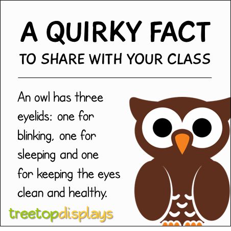 A quirky fact about owls to share with your class - from Treetop Displays. Visit our TpT store for printable resources by clicking on the provided links. Designed by teachers for Pre-Kindergarten to 7th Grade. Owl Preschool, Owl Activities, Night Animals, Owl Babies, Owl Facts, Owl Classroom, Fun Facts For Kids, Bird Facts, Fun Facts About Animals