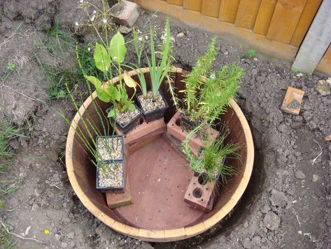 Barrel Pond, Patio Water Feature, Small Water Gardens, Ponds For Small Gardens, Mini Pond, Fish Pond Gardens, Container Water Gardens, Aquatic Garden, Indoor Water Garden