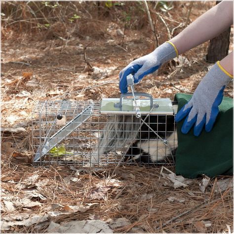 Trapping Skunks - Best Way Without Getting Sprayed Skunk Trap, Animal Rehabilitation, Animal Traps, Bees And Wasps, Live Animals, Diy Chicken Coop, Insect Control, Types Of Fish, Garden Guide