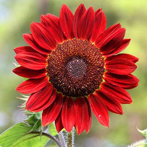 Giant Sunflower, Red Sunflowers, Helianthus Annuus, Sunflower Garden, Organic Decor, Fruit Seeds, Annual Flowers, Love Garden, Rare Flowers